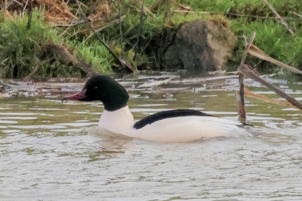 Goosander