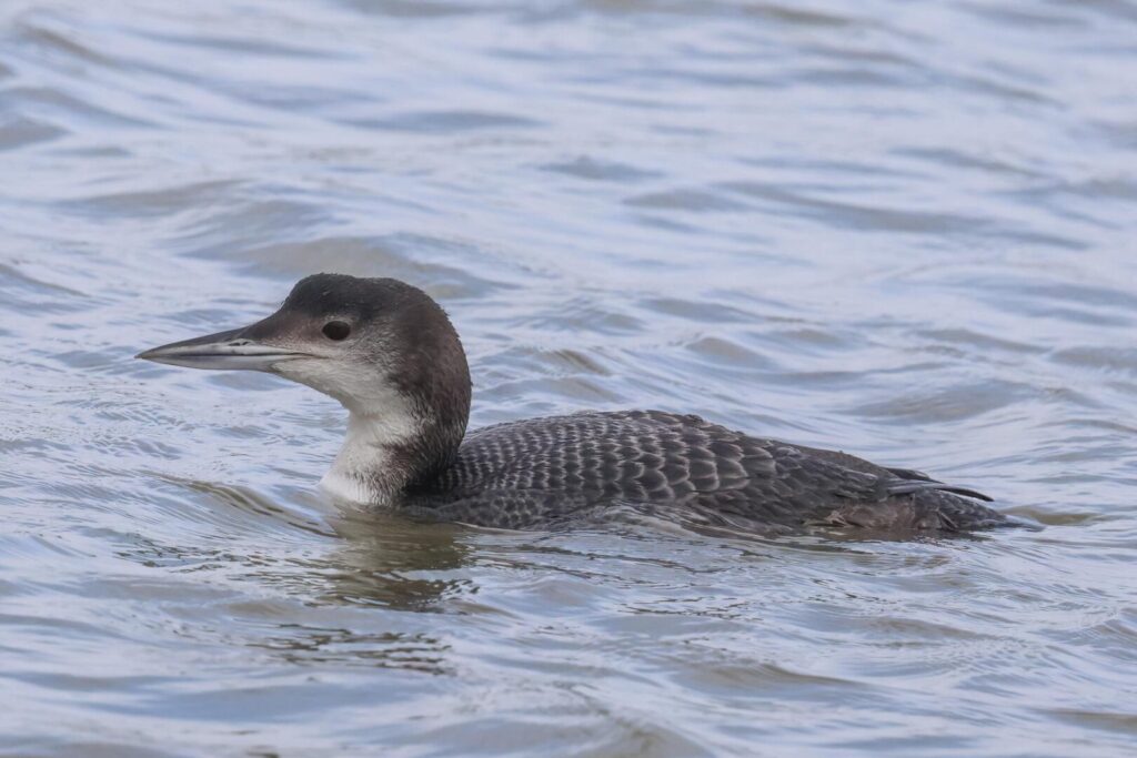 Great Northern Diver
