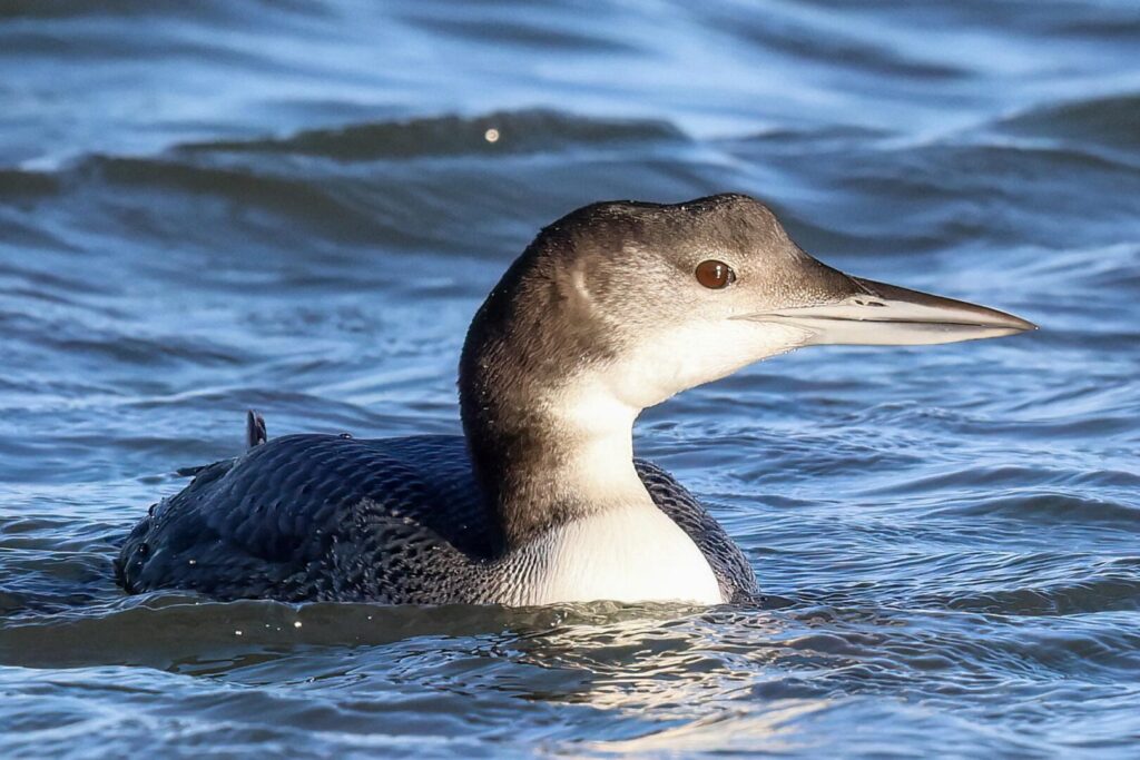 Great Northern Diver