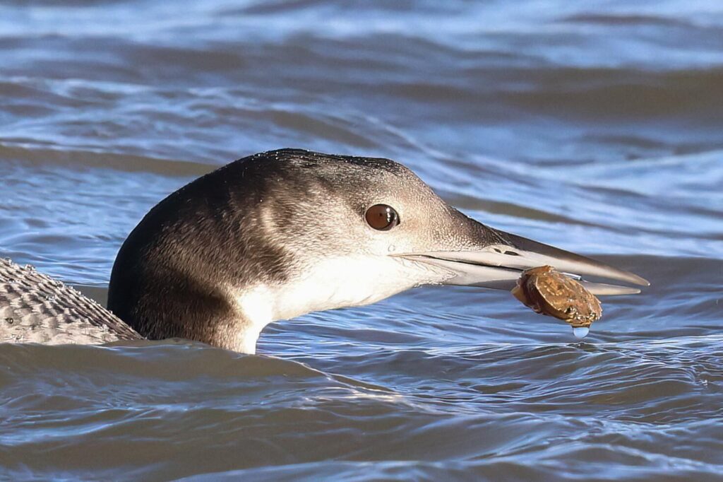Great Northern Diver