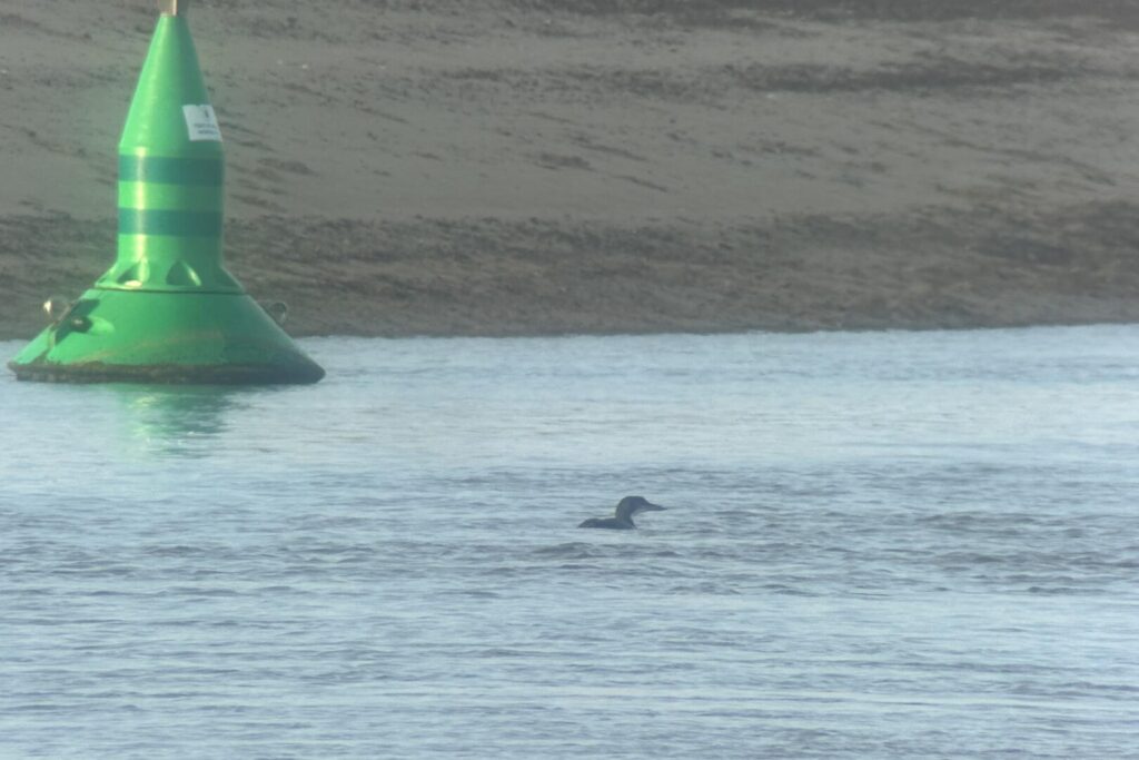 Great Northern Diver