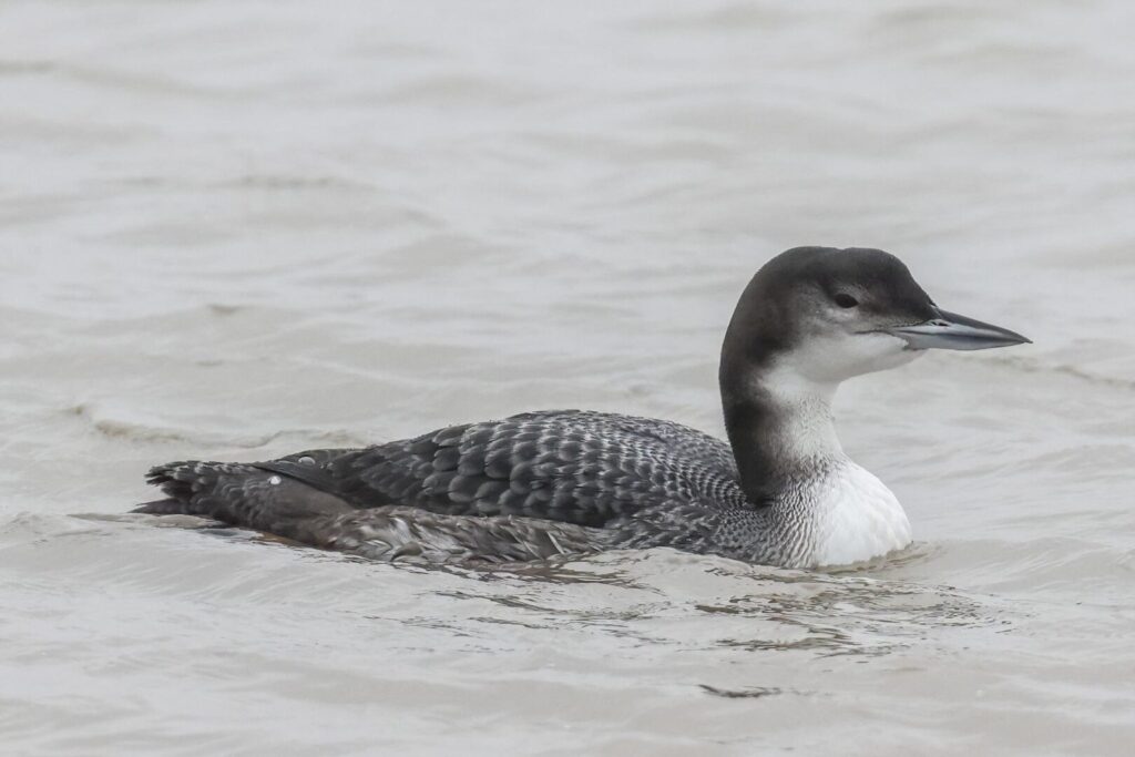 Great Northern Diver