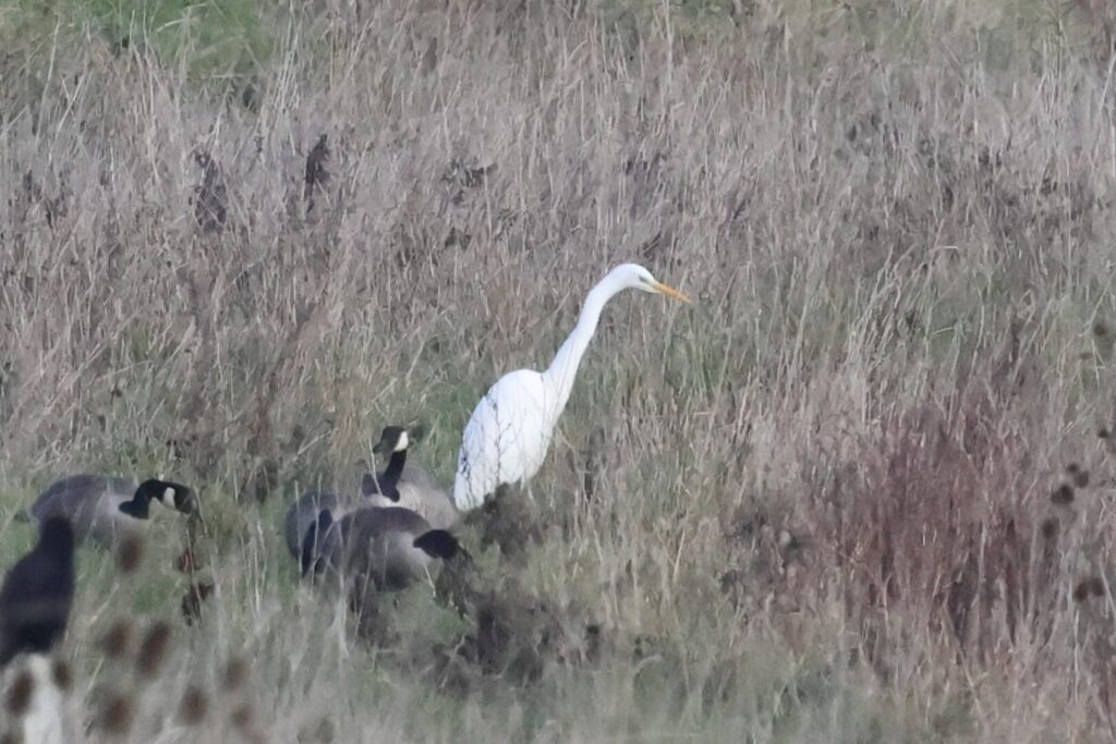 Great White Egret