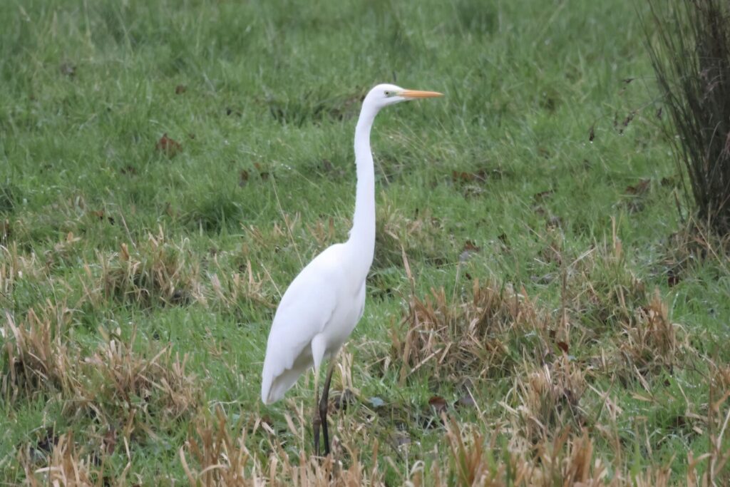 Great White Egret
