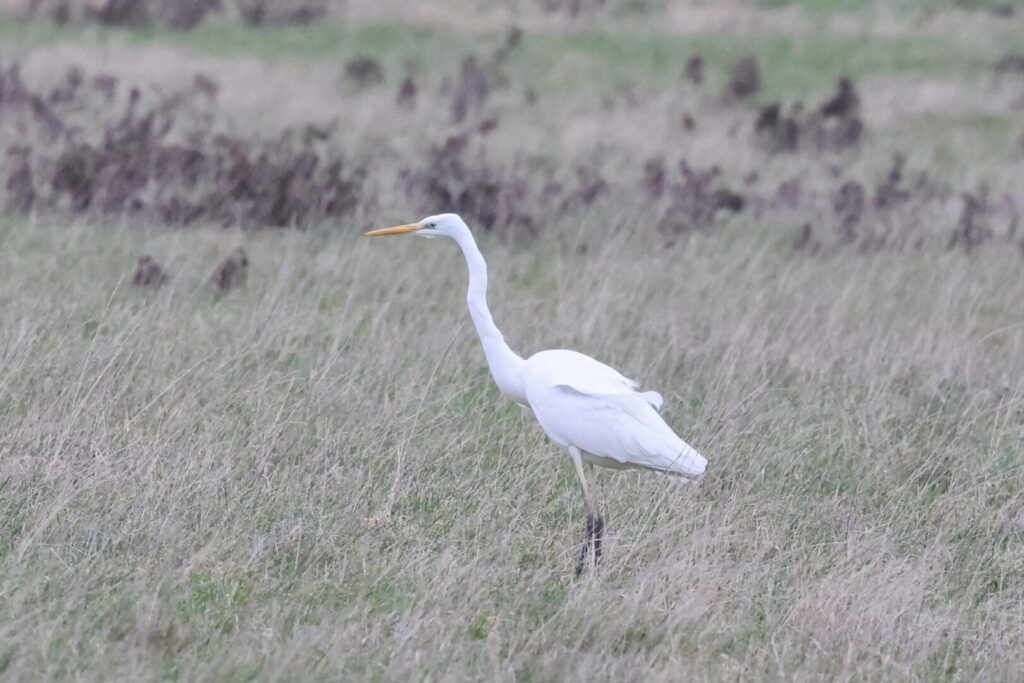 Great White Egret
