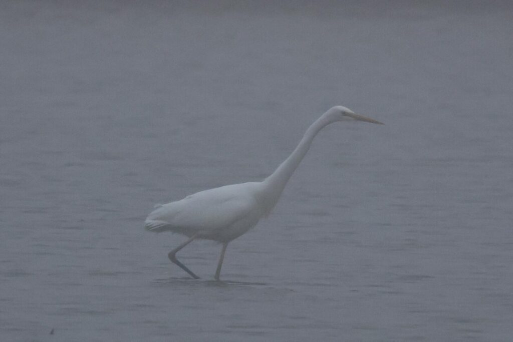Great White Egret