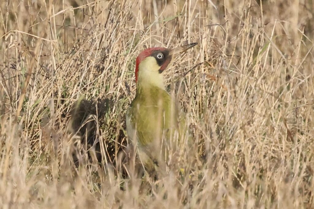 Green Woodpecker