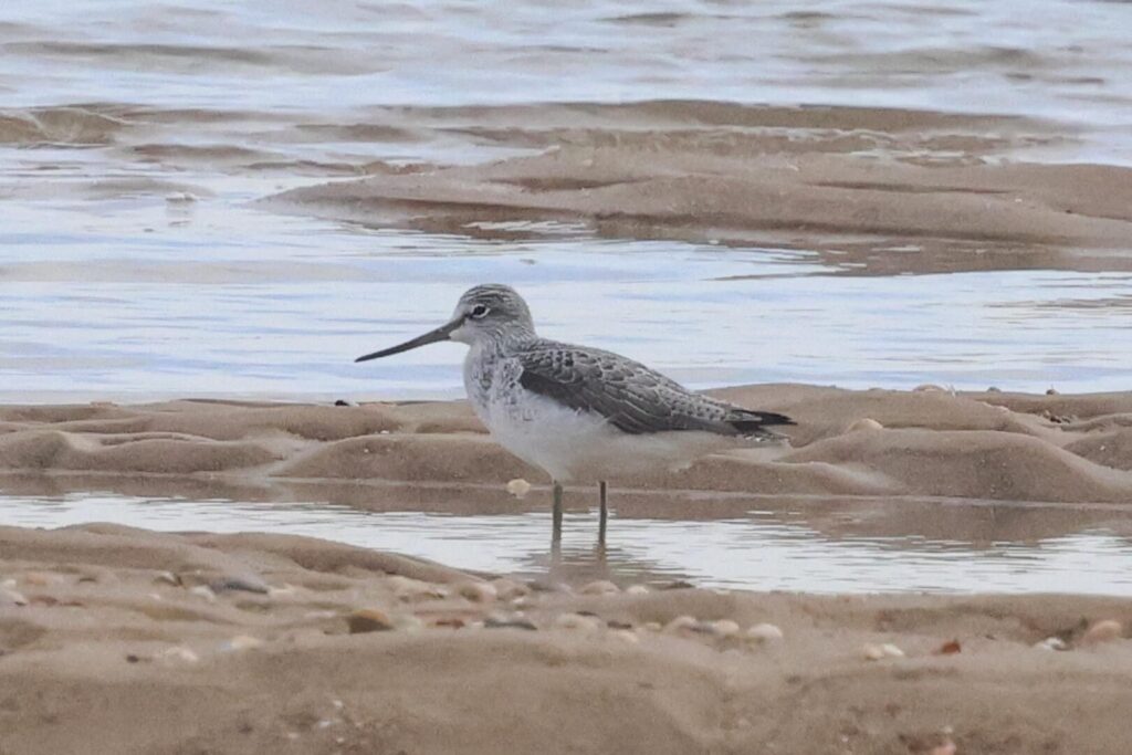Greenshank