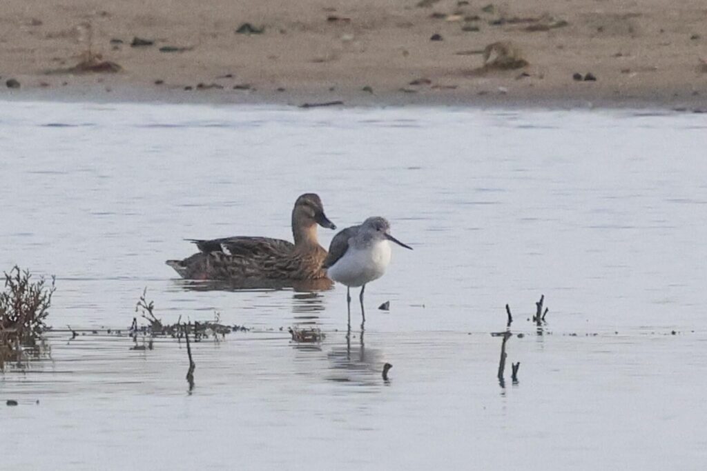 Greenshank