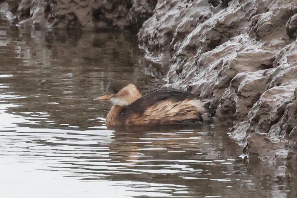 Little Grebe