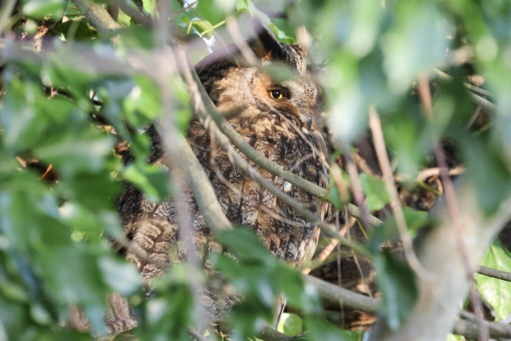 Long-eared Owl