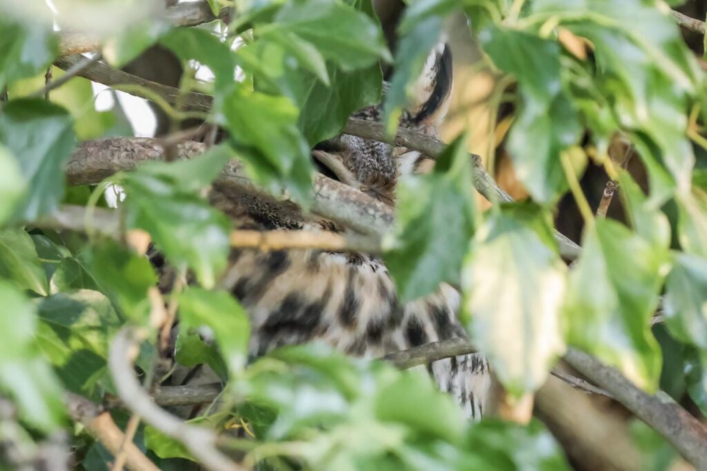 Long-eared Owl