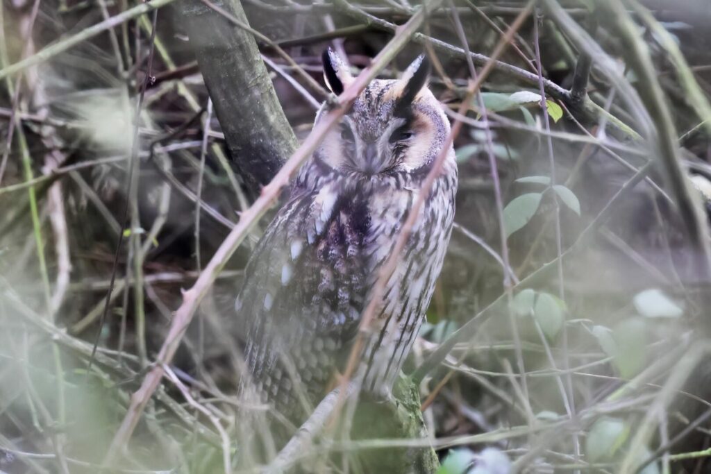 Long-eared Owl