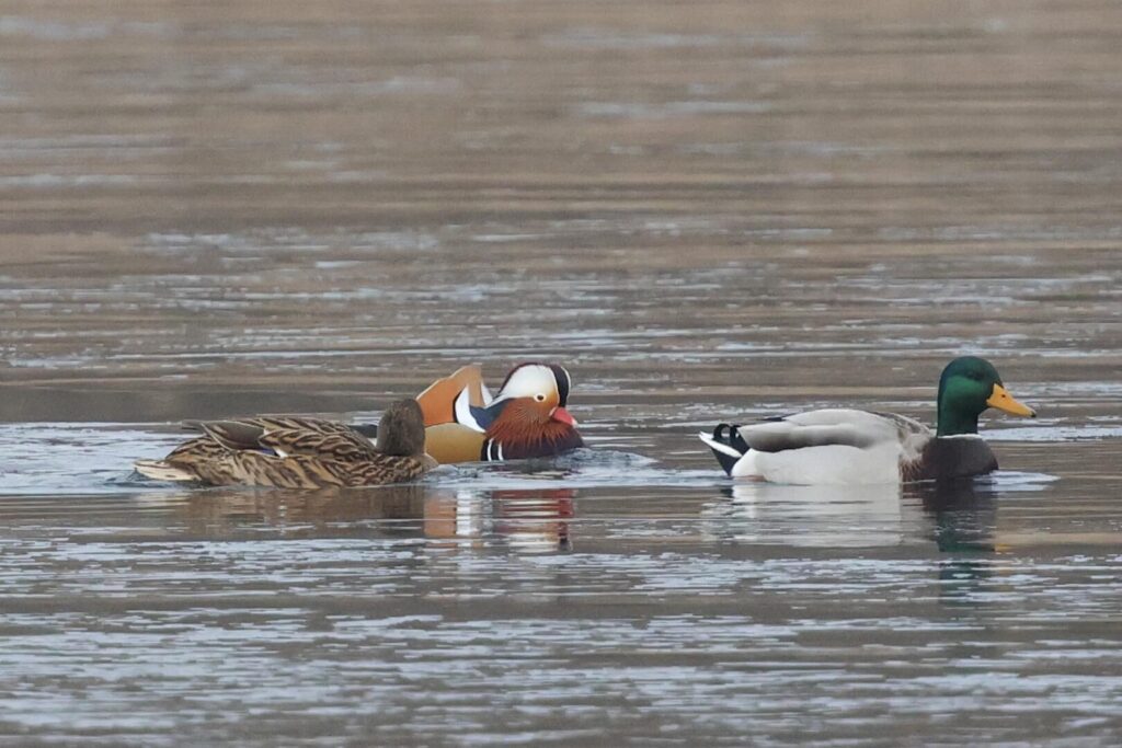 Mandarin Duck