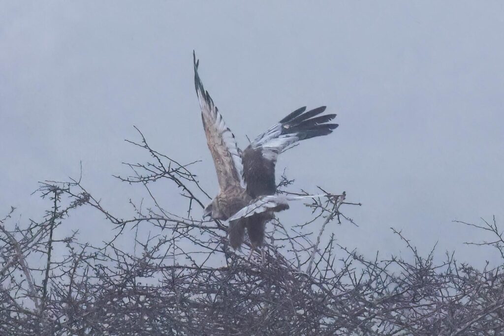 Marsh Harrier