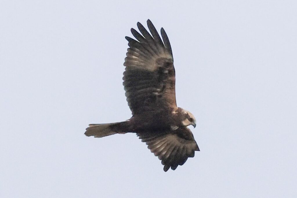Marsh Harrier
