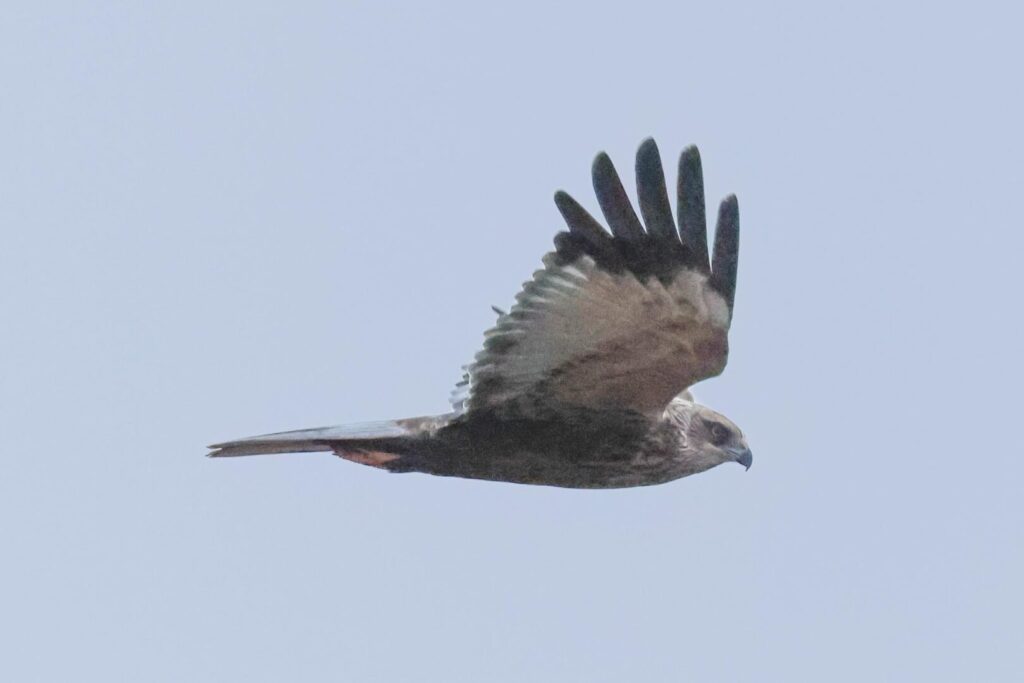 Marsh Harrier