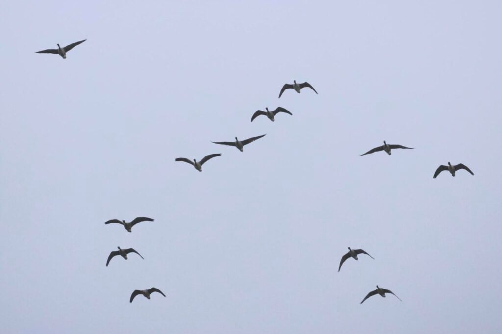 Pink-footed Geese