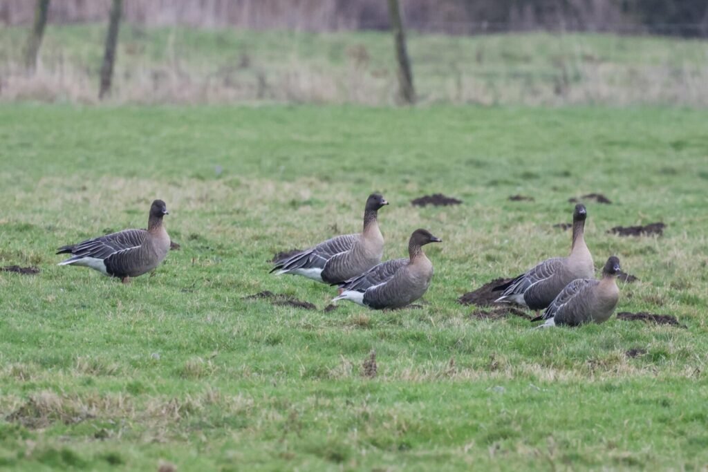 Pink-footed Geese