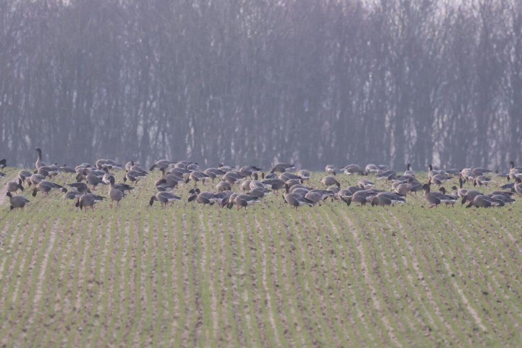 Pink-footed Geese
