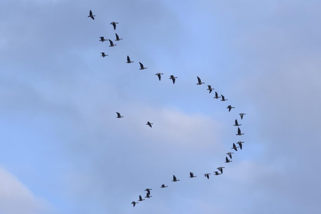 Pink-footed Geese