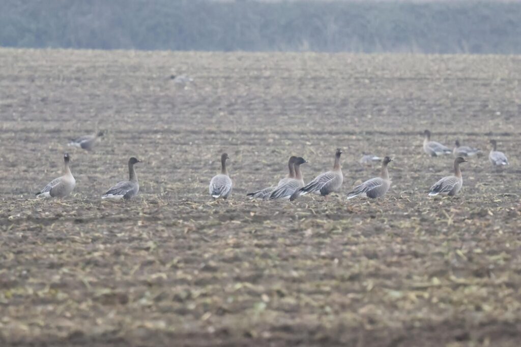 Pink-footed Geese