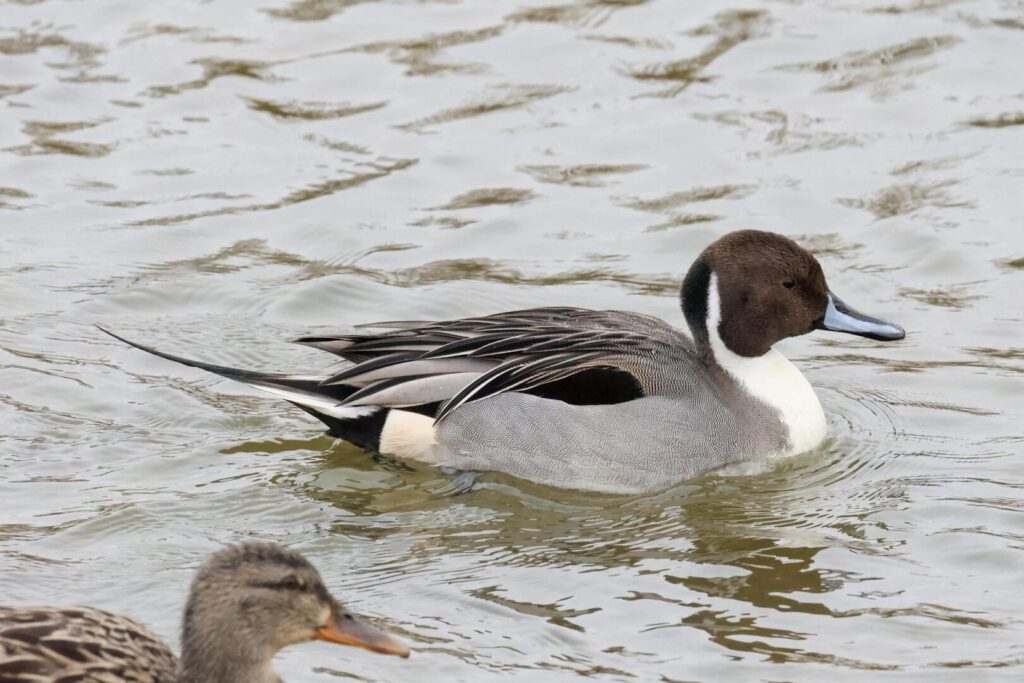 Pintail