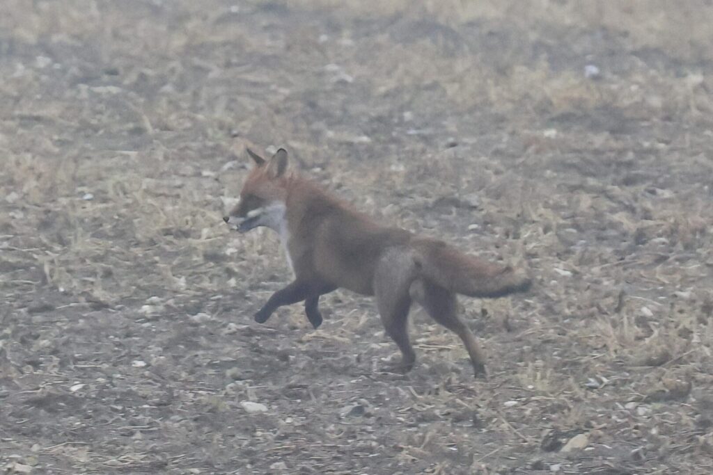 Red Fox