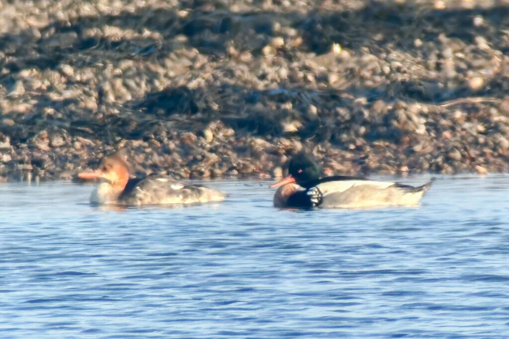 Red-breasted Mergansers