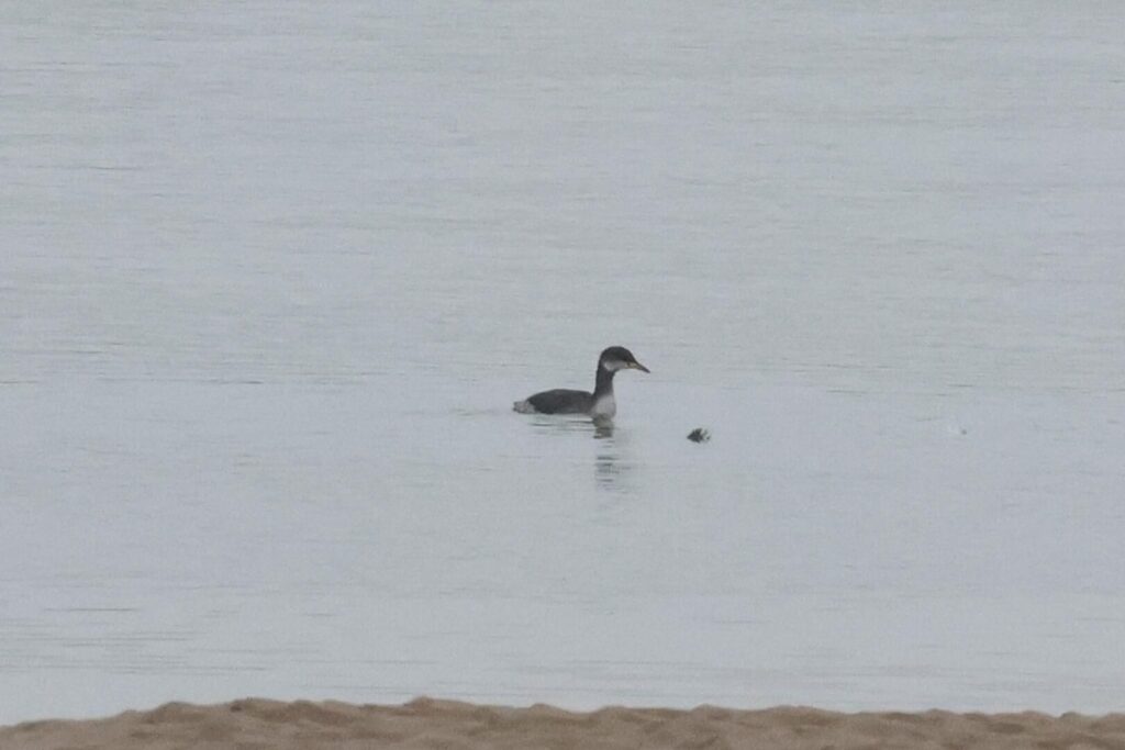 Red-necked Grebe