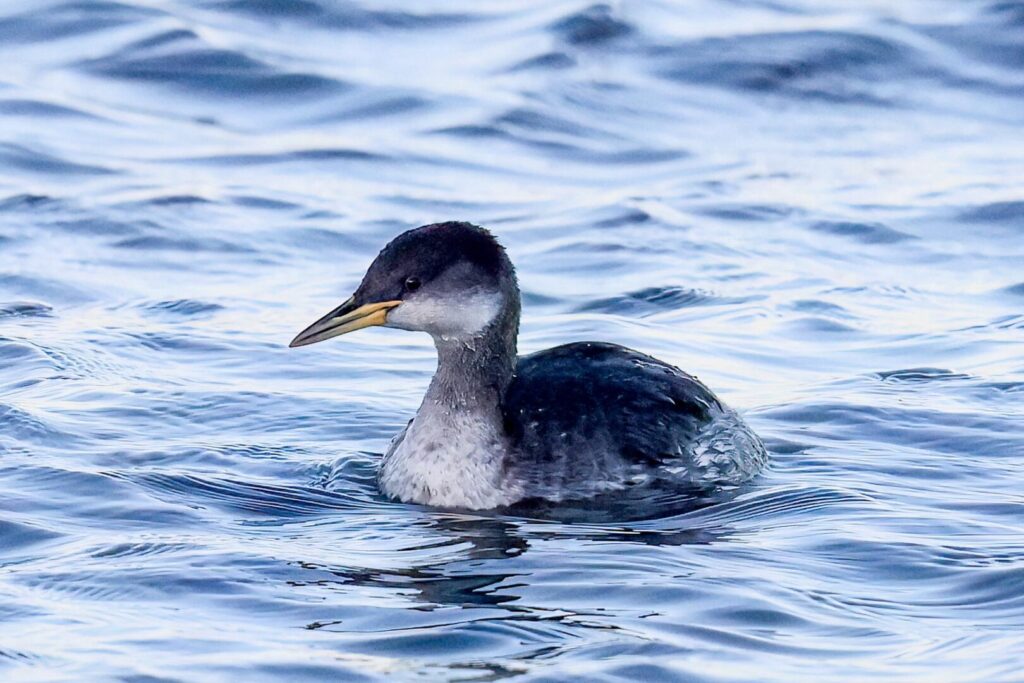 Red-necked Grebe