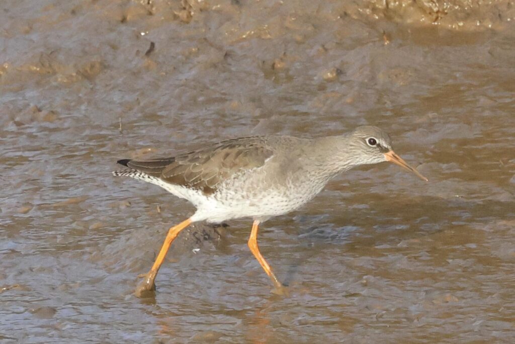 Redshank