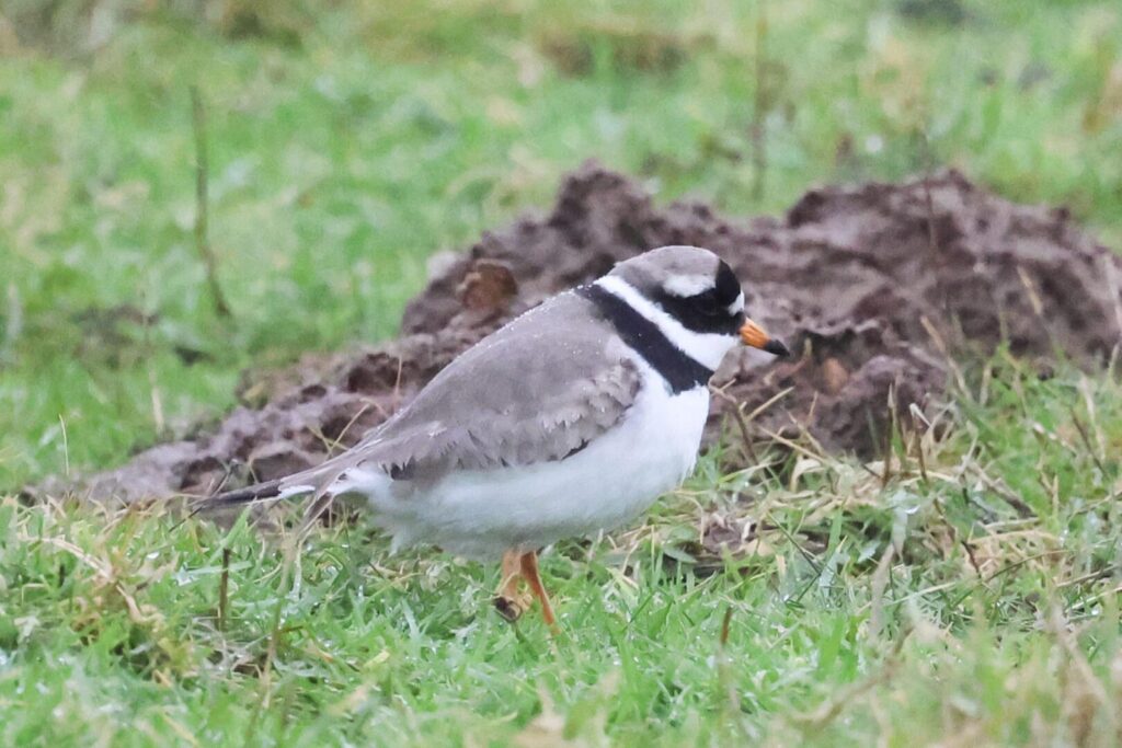 Ringed Plover