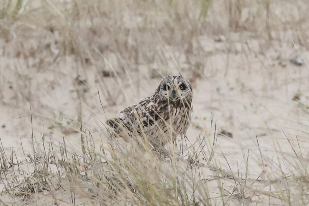 Short-eared Owl
