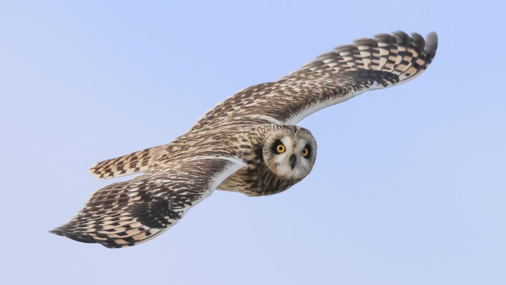 Short-eared Owl