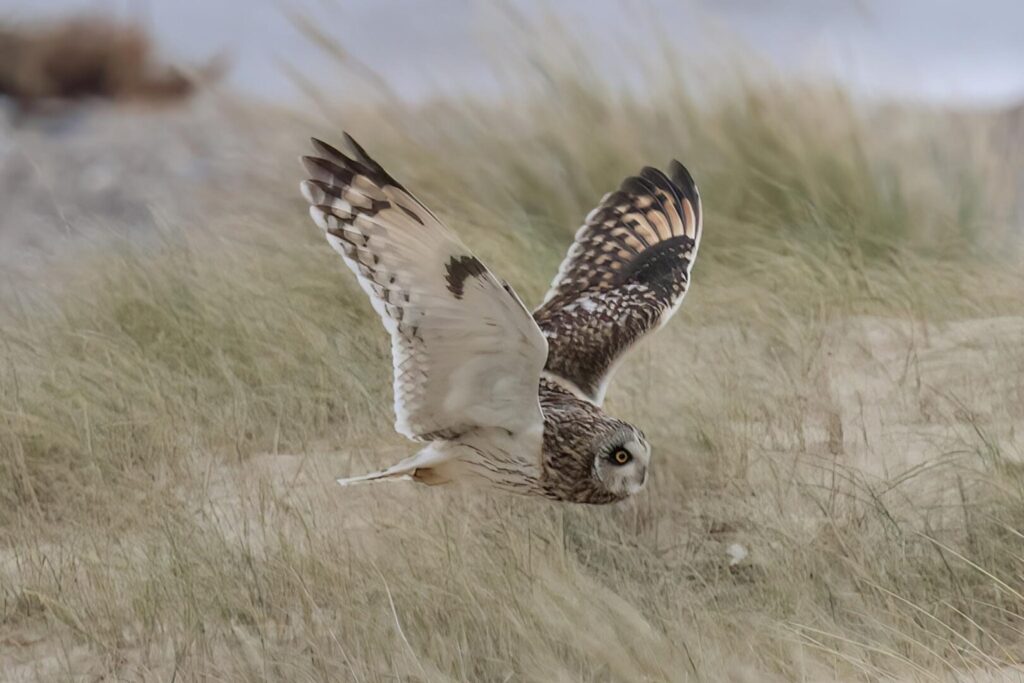Short-eared Owl