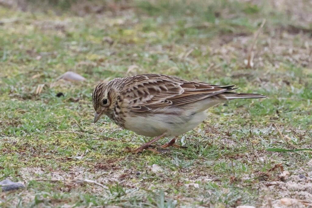 Skylark