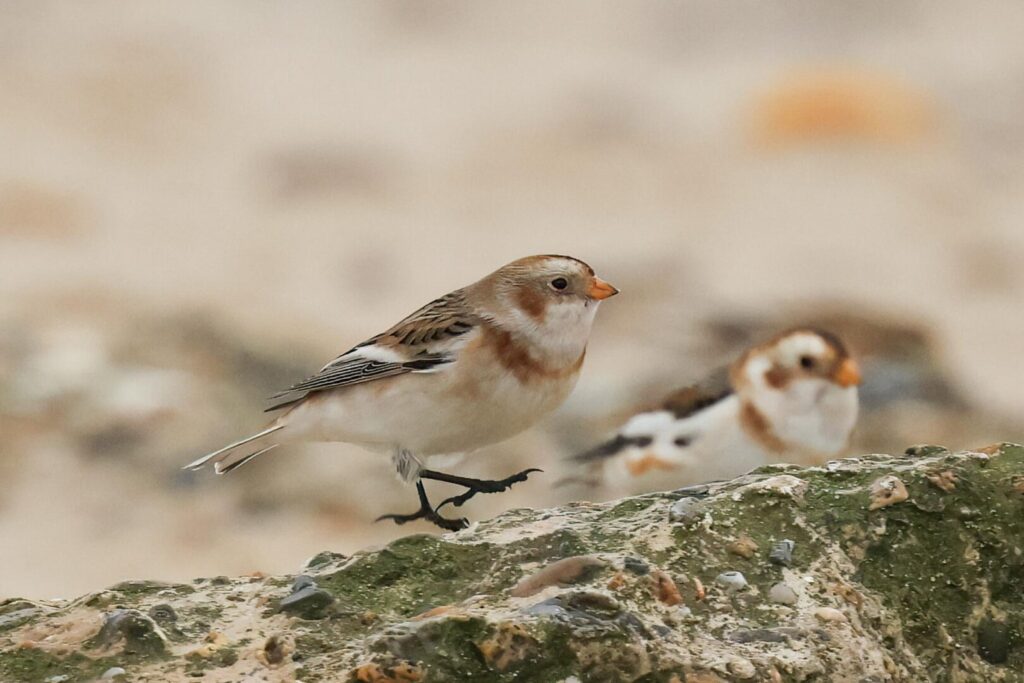 Snow Buntings