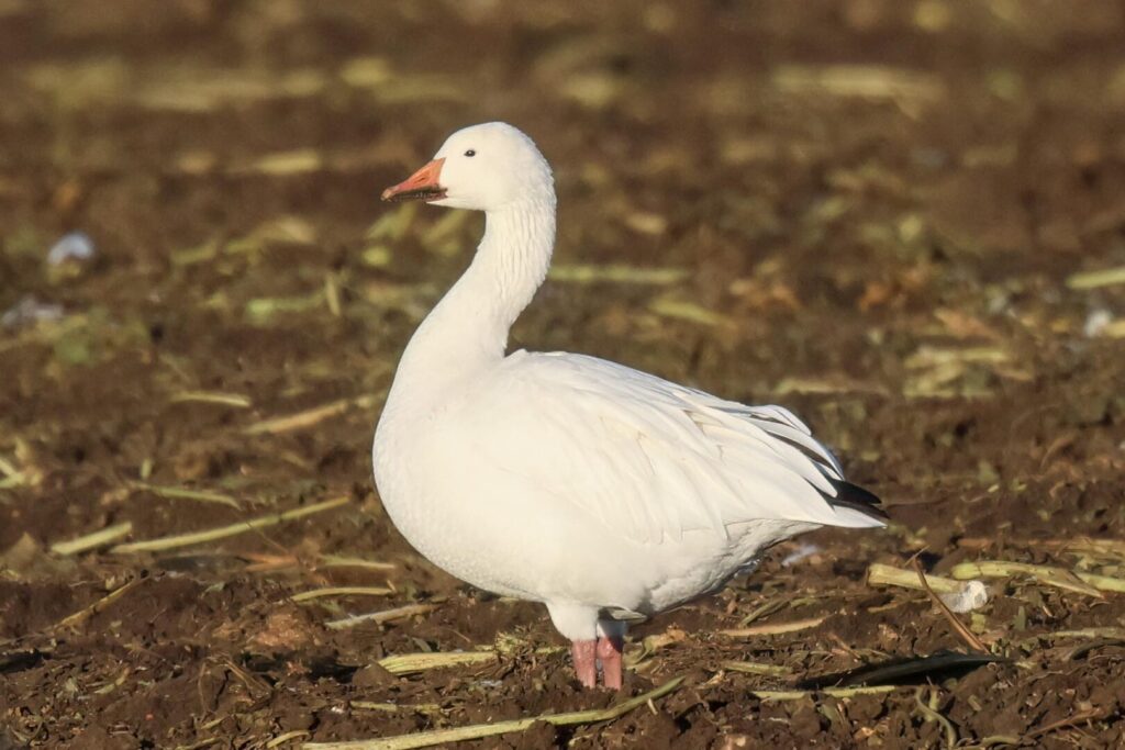 Snow Goose