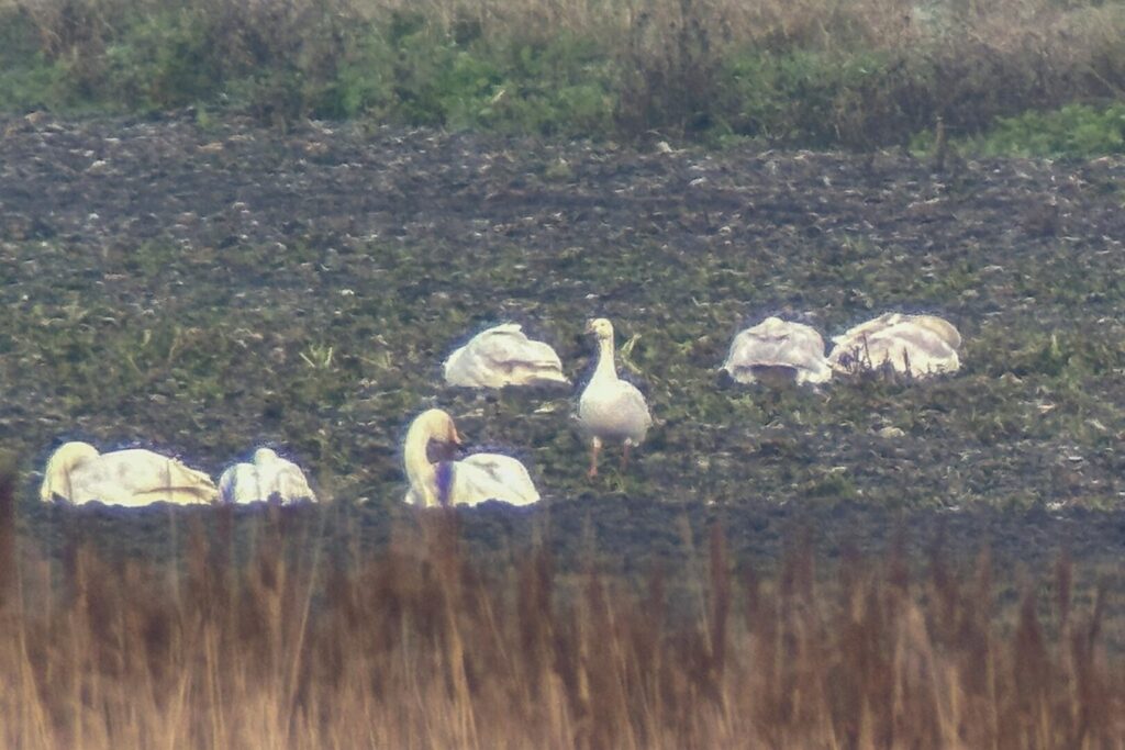 Snow Goose