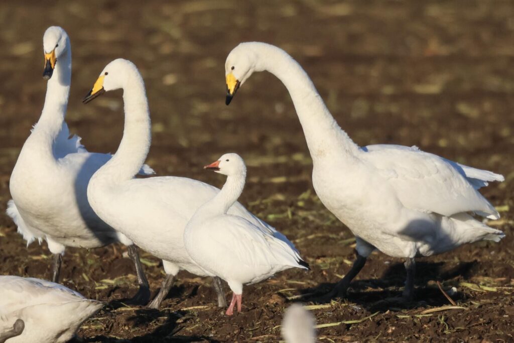 Snow Goose