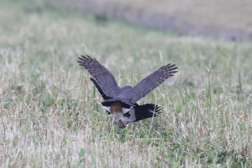 Sparrowhawk