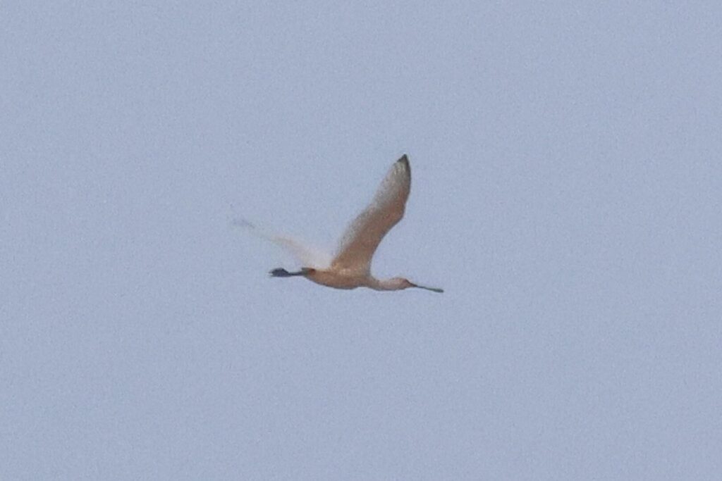 Spoonbill