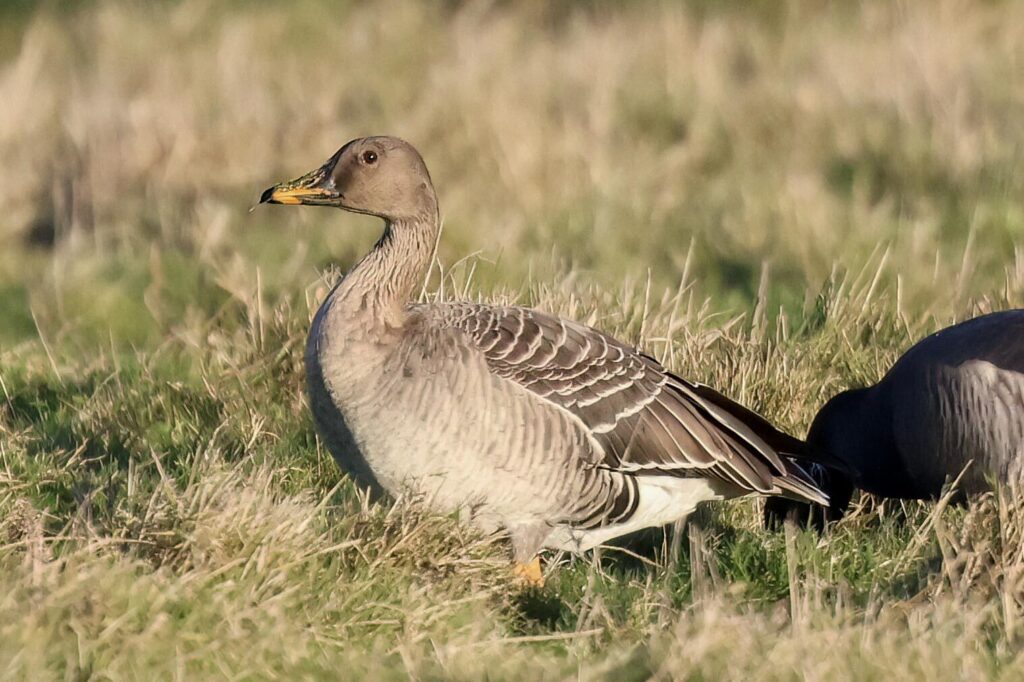 Taiga Bean Goose