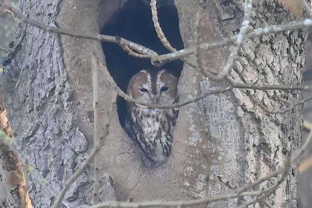 Tawny Owl