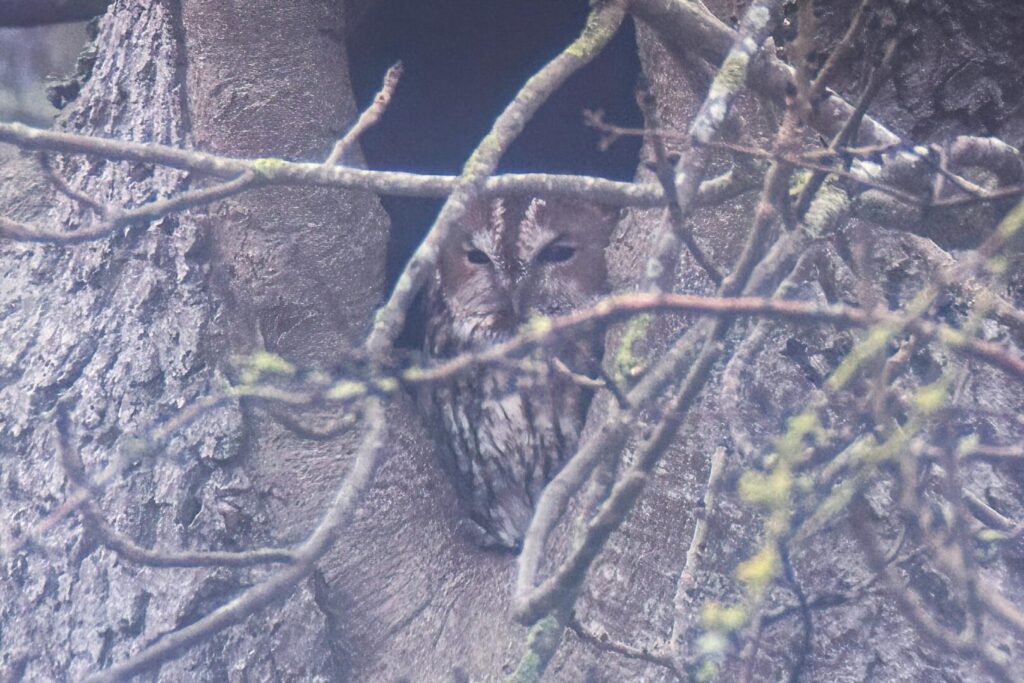 Tawny Owl