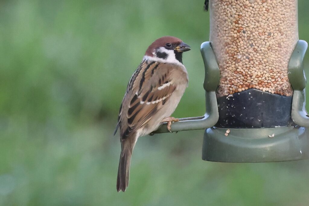Tree Sparrow