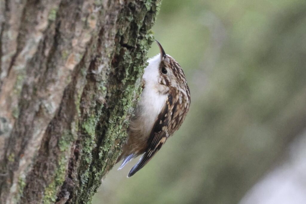 Treecreeper