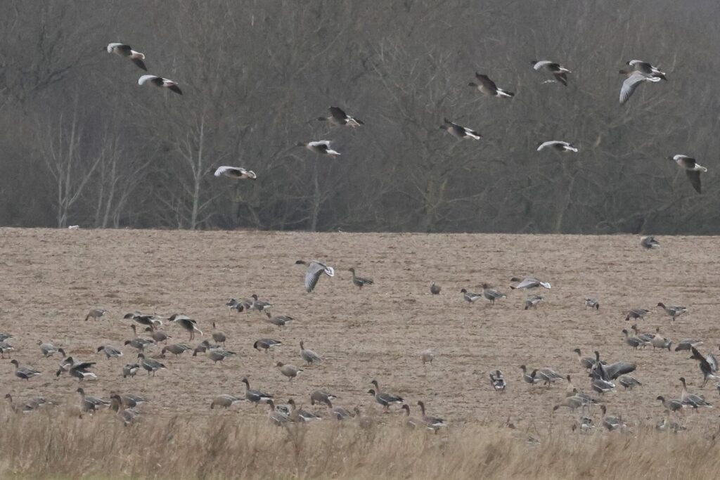 Tundra Bean Goose
