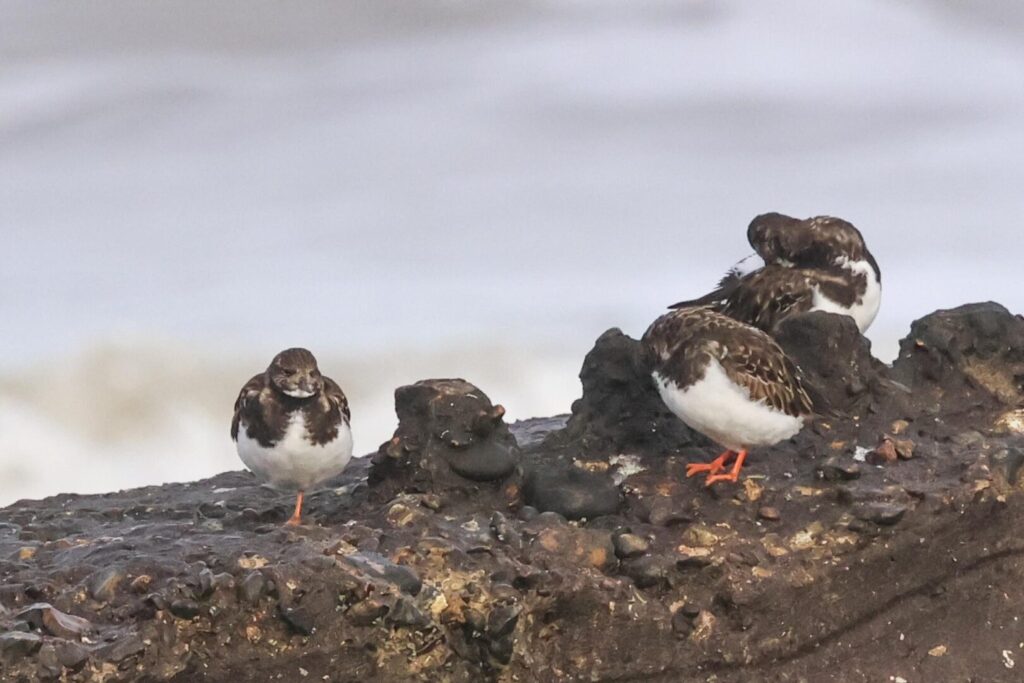 Turnstones